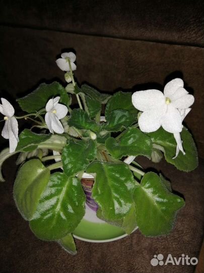 Фиалка белая