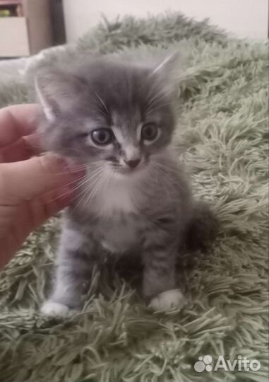 Котята (бесплатно)