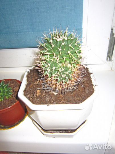 Обновлено 2023) Цветущий Кактус Mammillaria