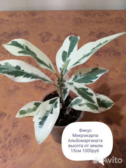 Фикусы Триангулярисы, Микрокарпа Альбомаргината