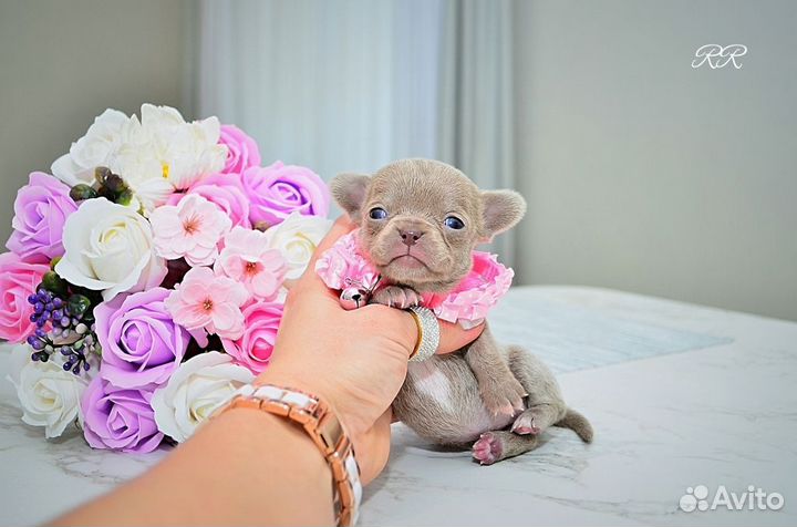 Чихуахуа мальчики Мини и Микро, редкие окрасы