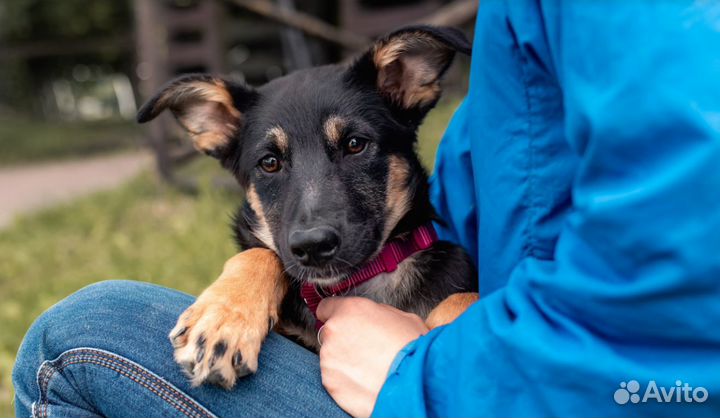 Щенок в добрые руки