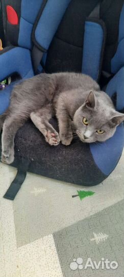 Британская кошка бесплатно