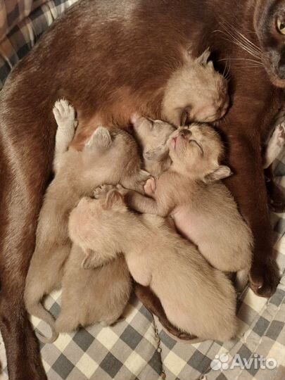 Котята европейской бурмы