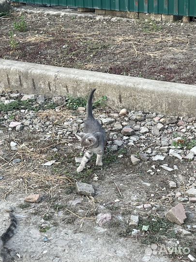 Котята бесплатно