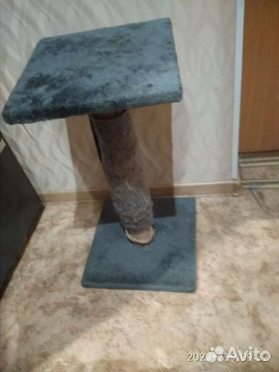 Котик 3 года
