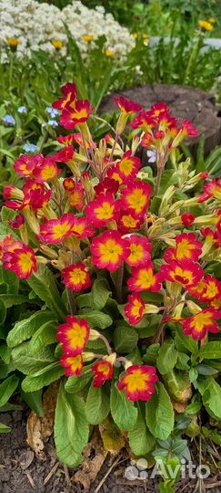 Примулы, гейхеры