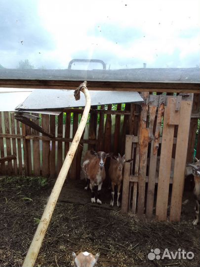 Козы покрытые