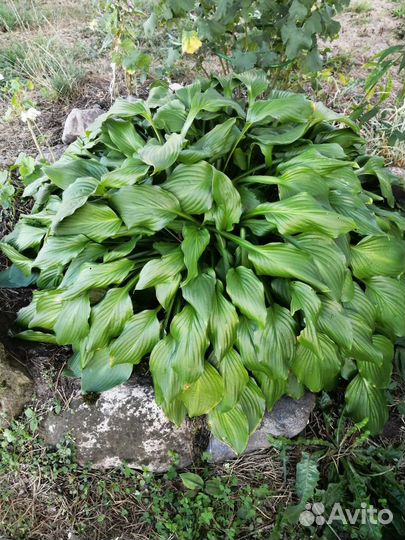 Многолетники Хоста