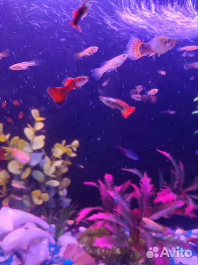 Красивые гуппи