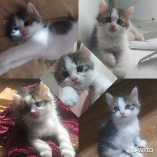 Шотландские котята