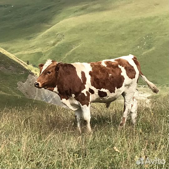 Бычки на откорм