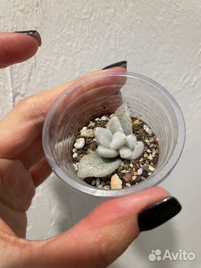 Суккулент Eriofil