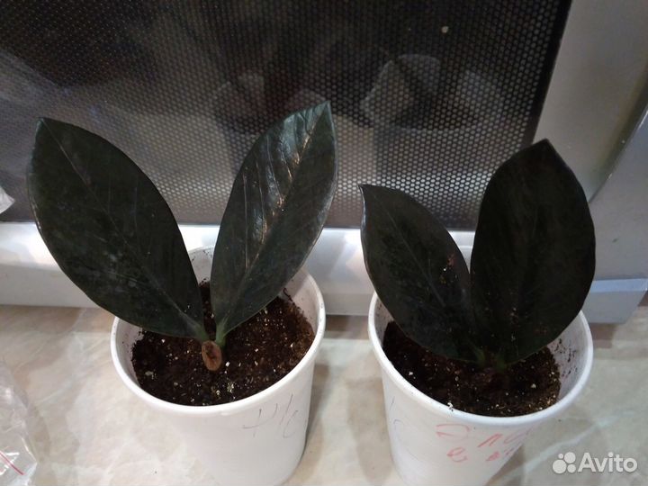 Чёрное доллоровое дерево