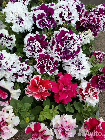 Рассада цветов, петуния и другие