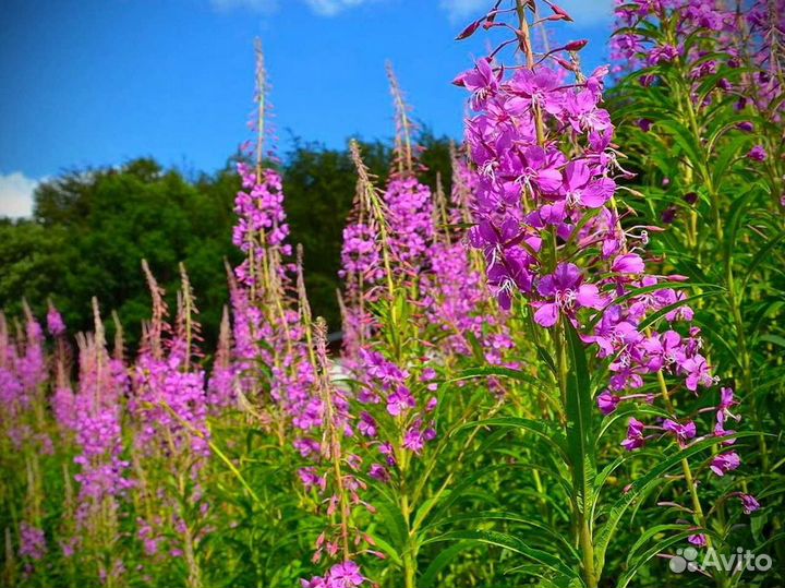 Иван чай 1 килограмм кипрей в гранулах, дикорос