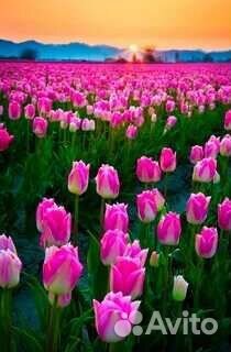 Тюльпаны оптом. Предзаказ на 2024 год