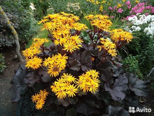 Бузульник брит Мари кроуфорд