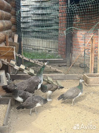 Павлины павы