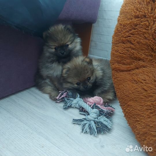 Продажа щенков шпица в Печоре