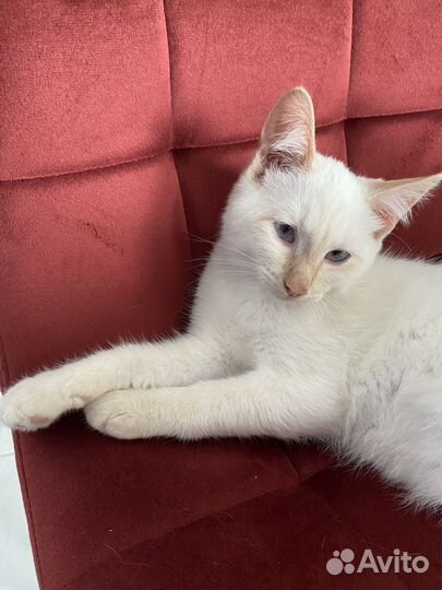 Котенок белый