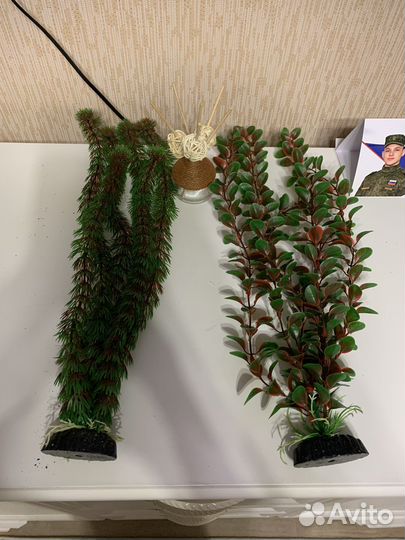 Аквариумные водоросли