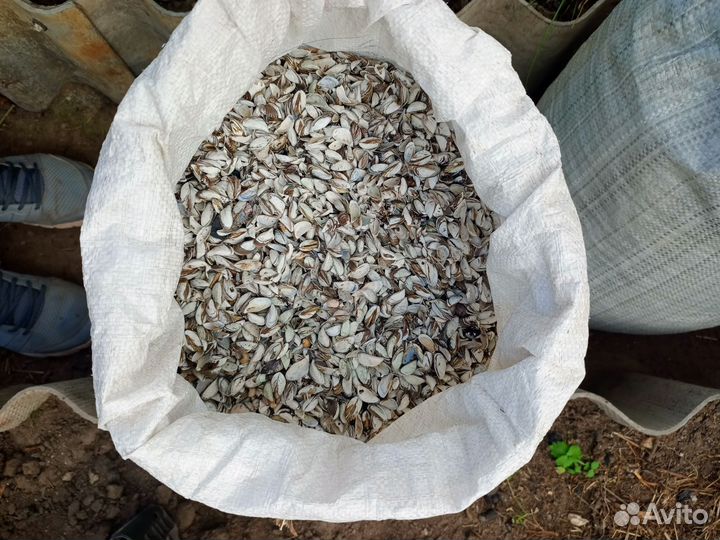 Ракушка кормовая