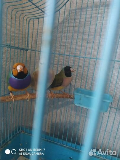 Амадины гульда