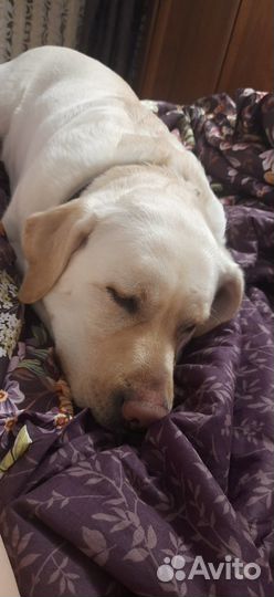 Вязка лабрадор девочка