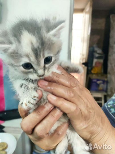 Котята в добрые руки бесплатно