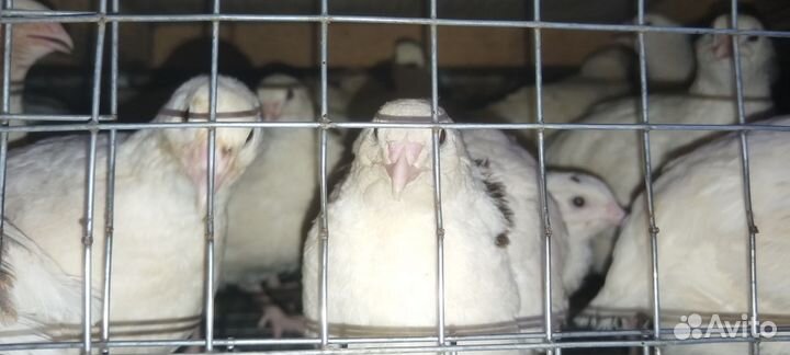 Яйца перепелиные инкубационное