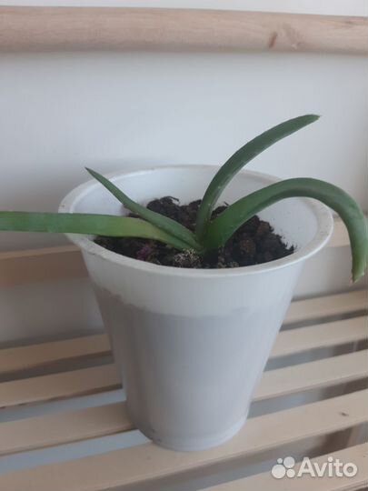 Каланхоэ, алоэ