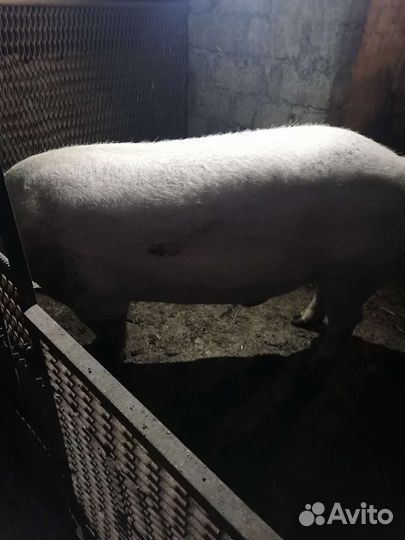 Продаю хряка