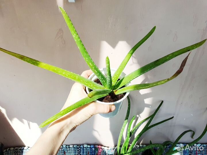 Алоэ вера растение комнатное