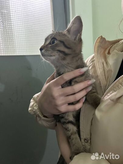 Котеночек