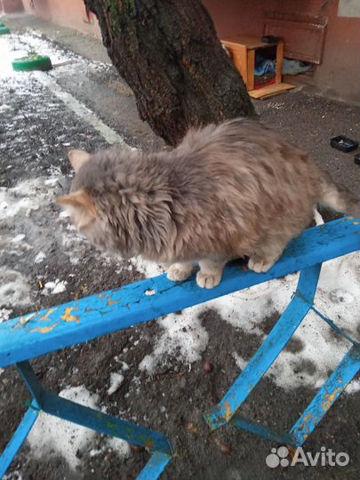 Котенок кошечка