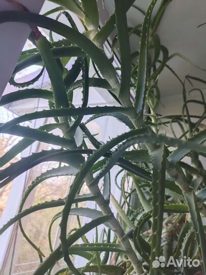 Алоэ (столетник)