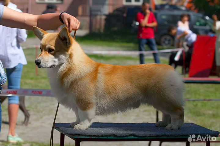 Вельш Корги Пемброк