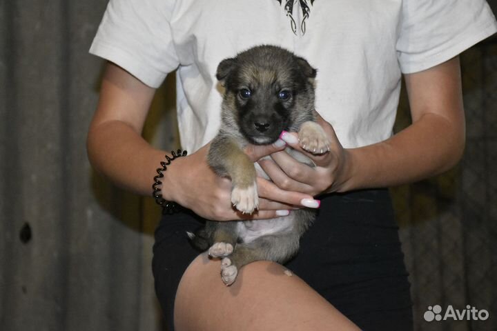 Щенки в дар