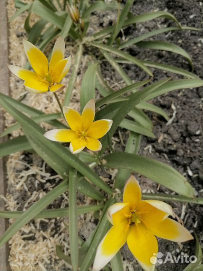 Луковицы первоцветов, тюльпан Тарда