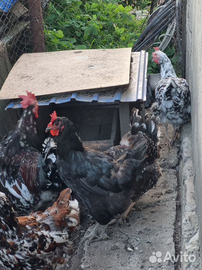 Куры джерсийский гигант