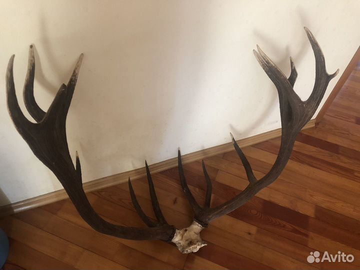Рога оленя