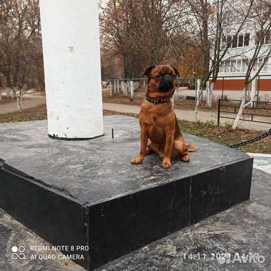 Пти брабансон вязка