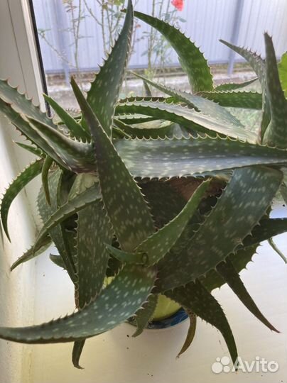 Алоэ вералекартсвенное комнатные растения цветы