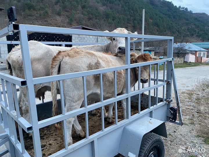 Тёлка с коровой