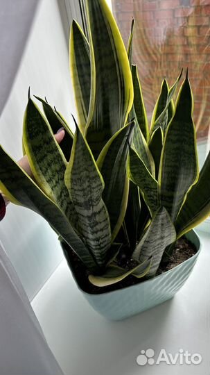 Сансевиерия