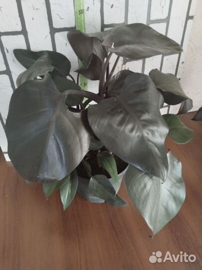 Филодендрон Нью Ред