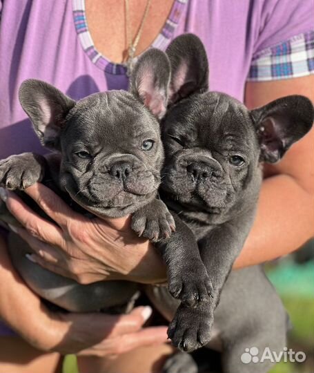 Французский бульдог голубой