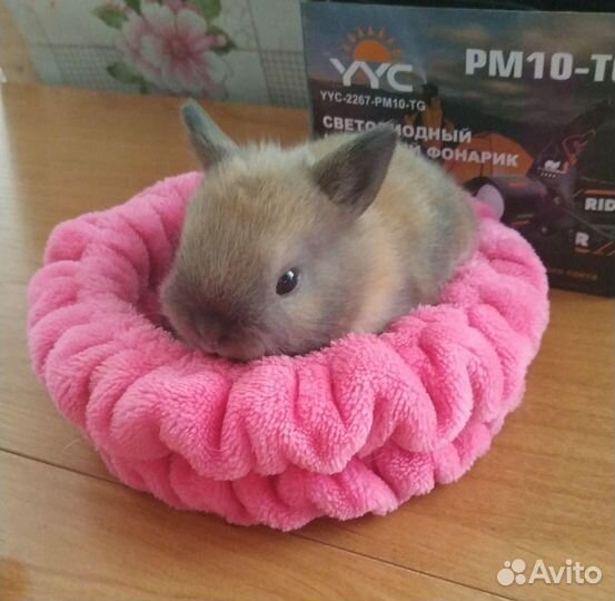 Декоративные кролики