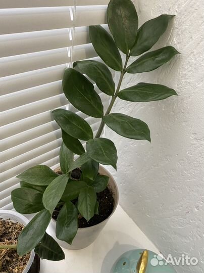 Комнатные цветы